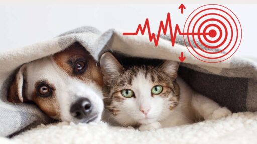 ¿Cómo proteger a tus mascotas en un sismo? Evita riesgos, tips para que todos estén a salvo