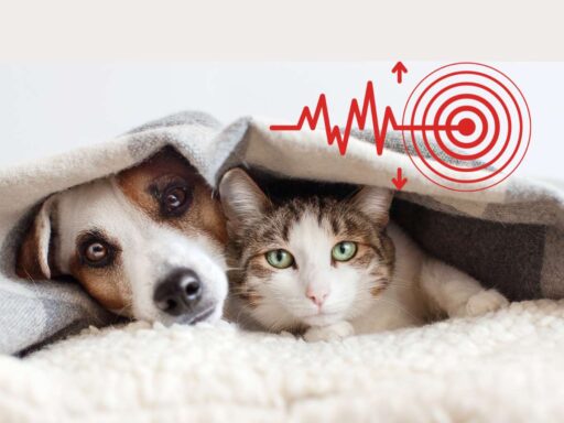 ¿Cómo proteger a tus mascotas en un sismo? Evita riesgos, tips para que todos estén a salvo