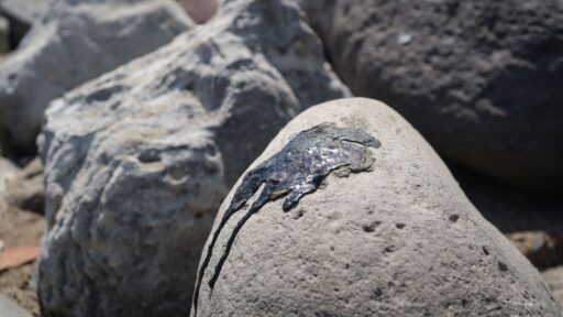 Chapopoteras en el Golfo de México: ¿Qué son y cómo contribuyeron al derrame de hidrocarburos?
