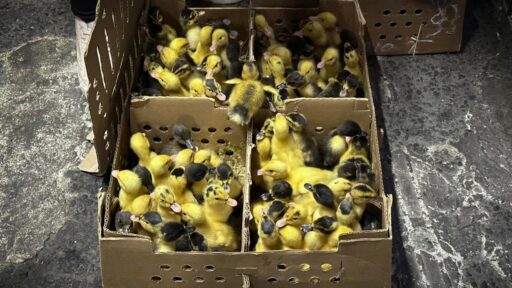‘Se venden bien’: Furor por ‘Merlín’ dispara compra de patos en CDMX; preocupa su abandono