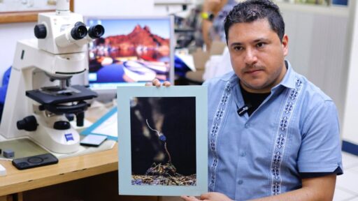 Descubren 6 ‘hongos zombies’ en México: ¿Por qué a uno lo bautizaron en honor a Guillermo del Toro?